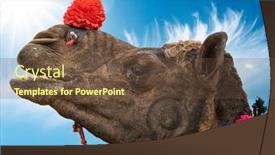  Presentation with multi cultural - Theme with camels-at-the-pushkar-fair background and a tawny brown colored foreground