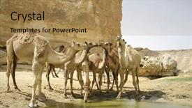  Presentation with camel - Amazing PPT layouts having camels drinking in sede boker backdrop and a coral colored foreground