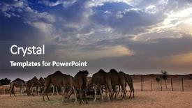  Presentation with camel - Amazing PPT theme having camels in a dubai camel backdrop and a gray colored foreground