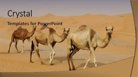 Presentation with desert storm camo - Slide set having camels in a dubai desert background and a coral colored foreground