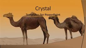  Presentation with camel - Presentation theme featuring camels in a dubai desert background and a gold colored foreground
