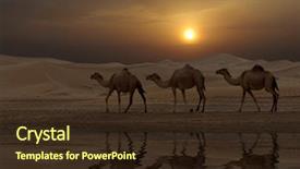  Presentation with camel - PPT theme with camels in a dubai desert background and a wine colored foreground