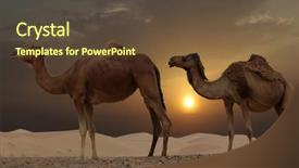  Presentation with camel - Presentation theme having camels in a dubai desert background and a tawny brown colored foreground
