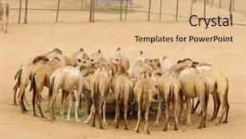  Presentation with camel - Cool new presentation theme with camels in a dubai desert backdrop and a coral colored foreground