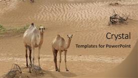  Presentation with camel - Amazing slides having camels in a dubai desert backdrop and a coral colored foreground