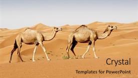  Presentation with camel caravan - Theme enhanced with camels in a dubai desert background and a yellow colored foreground
