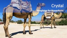  Presentation with sahara - Presentation theme consisting of camels in sahara desert africa background and a teal colored foreground