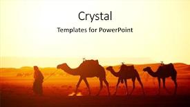  Presentation with sahara - Theme having camels in sahara desert morocco background and a white colored foreground