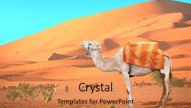  Presentation with camel caravan - Beautiful slide set featuring camels in sahara desert backdrop and a coral colored foreground