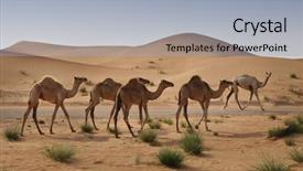  Presentation with dubai - Slide deck featuring camels in the dubai desert background and a light blue colored foreground