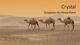  Presentation with camel - PPT layouts consisting of camels in the dubai desert background and a yellow colored foreground