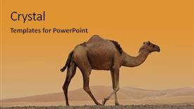  Presentation with dubai - Beautiful slides featuring camels in the dubai desert backdrop and a gold colored foreground