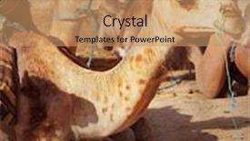  Presentation with sahara - Presentation theme with camels in the sahara desert background and a coral colored foreground