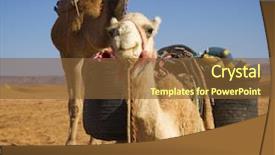 Presentation with sahara - Cool new slide set with camels in the sahara desert backdrop and a tawny brown colored foreground