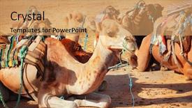  Presentation with sahara - Theme having camels in the sahara desert background and a coral colored foreground
