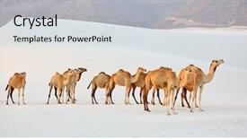  Presentation with desert storm camo - Slide deck having camels in the white sand background and a  colored foreground