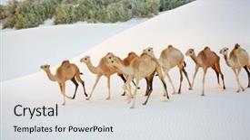  Presentation with white sand - Beautiful PPT theme featuring camels in the white sand backdrop and a  colored foreground