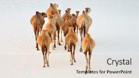  Presentation with camo desert - PPT theme with camels in the white sand background and a  colored foreground