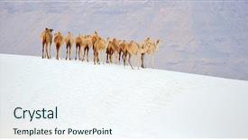  Presentation with oasis - Presentation theme having camels in the white sand background and a  colored foreground