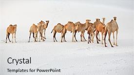  Presentation with sand dunes - Cool new PPT theme with camels in the white sand backdrop and a  colored foreground