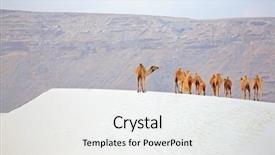  Presentation with beach ball sand dunes - Slides enhanced with camels in the white sand background and a  colored foreground