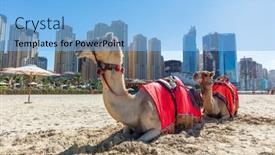  Presentation with dubai - Presentation design consisting of camels-on-dubai-jumeirah-beach background and a light blue colored foreground