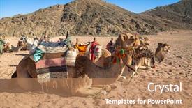  Presentation with camel caravan egypt - PPT theme enhanced with camels on the african desert background and a  colored foreground