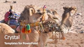  Presentation with egypt - Amazing slides having camels on the african desert backdrop and a coral colored foreground