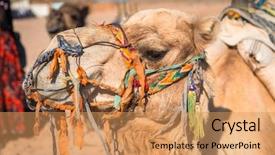  Presentation with egypt - PPT theme enhanced with camels on the african desert background and a  colored foreground