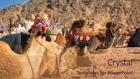  Presentation with camel caravan egypt - Beautiful PPT theme featuring camels on the african desert backdrop and a  colored foreground
