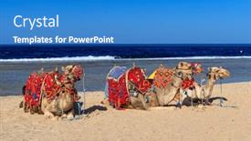  Presentation with sea - Slides consisting of camels-on-the-red-sea background and a  colored foreground