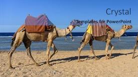  Presentation with sea - Slide set having camels-on-the-red-sea background and a  colored foreground