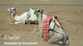  Presentation with popular - Audience pleasing presentation design consisting of camels-on-the-sand-popular backdrop and a coral colored foreground