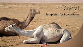  Presentation with popular - Beautiful theme featuring camels-on-the-sand-popular backdrop and a coral colored foreground