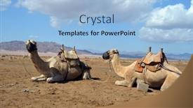  Presentation with popular - Beautiful presentation theme featuring camels-on-the-sand-popular backdrop and a light blue colored foreground
