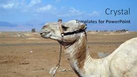  Presentation with popular - Theme featuring camels-on-the-sand-popular background and a light blue colored foreground