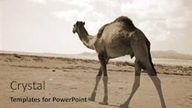  Presentation with popular - PPT theme enhanced with camels-on-the-sand-popular background and a coral colored foreground