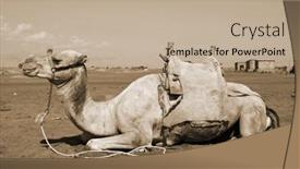  Presentation with popular - Presentation theme with camels-on-the-sand-popular background and a mint green colored foreground