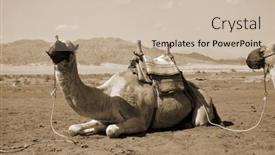  Presentation with popular - PPT theme featuring camels-on-the-sand-popular background and a soft green colored foreground