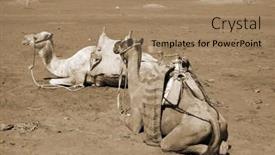  Presentation with popular - Presentation design having camels-on-the-sand-popular background and a coral colored foreground