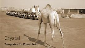  Presentation with popular - Presentation design consisting of camels-on-the-sand-popular background and a coral colored foreground