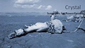  Presentation with popular - Theme enhanced with camels-on-the-sand-popular background and a light blue colored foreground