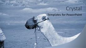  Presentation with popular - Presentation theme with camels-on-the-sand-popular background and a light blue colored foreground