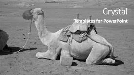  Presentation with popular - Slide deck consisting of camels-on-the-sand-popular background and a gray colored foreground