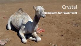  Presentation with waiting - Colorful presentation design enhanced with camels-sitting-on-the-sand backdrop and a coral colored foreground