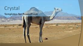  Presentation with popular - Beautiful PPT theme featuring camels-sitting-on-the-sand backdrop and a light blue colored foreground