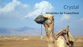  Presentation with waiting - Presentation theme consisting of camels-sitting-on-the-sand background and a light blue colored foreground