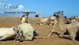 Presentation with waiting - PPT theme with camels-sitting-on-the-sand background and a light blue colored foreground