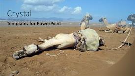  Presentation with popular - Colorful slide set enhanced with camels-sitting-on-the-sand backdrop and a light blue colored foreground