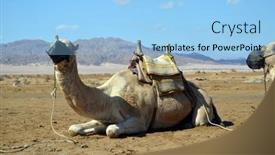  Presentation with waiting - Slides having camels-sitting-on-the-sand background and a light blue colored foreground